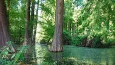 Il bosco dei Taxodi a Paratico