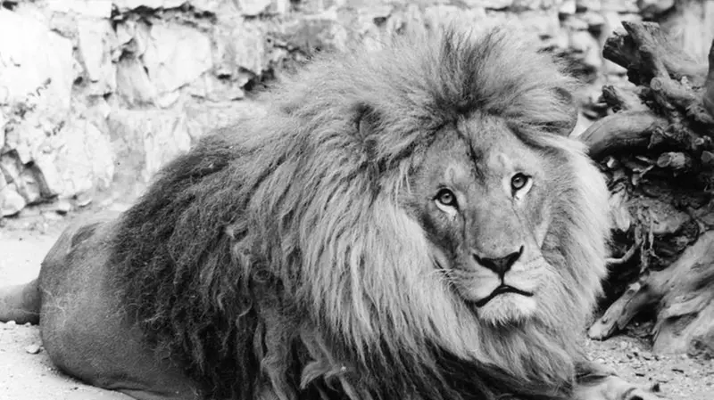 Ciro, il leone che dominava la scena