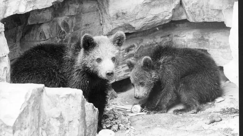 Gli orsi allo zoo in Castello