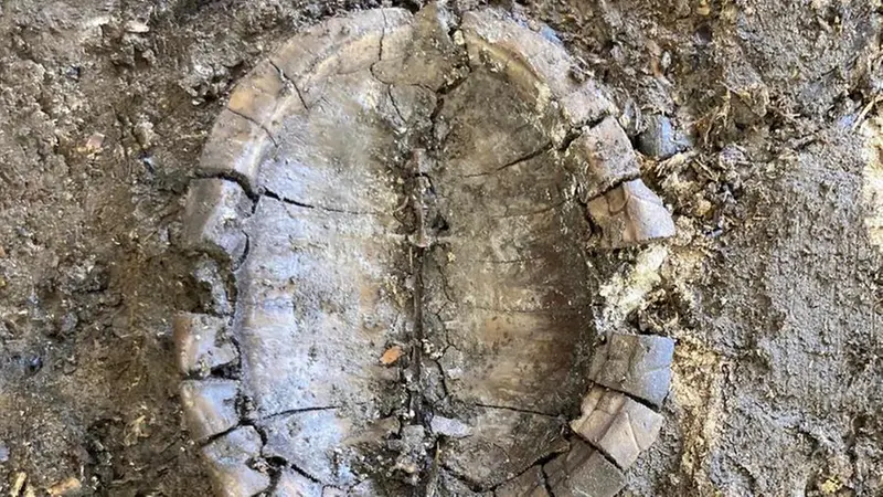 Il carapace conserva i caratteristici disegni della tartaruga