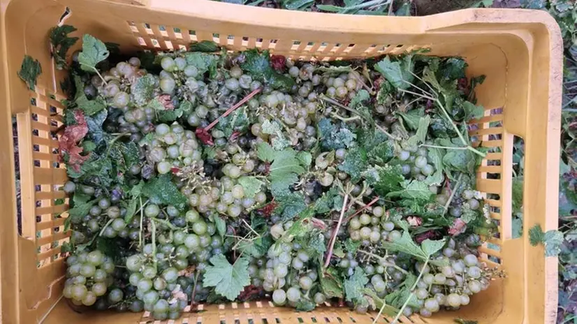 Maltempo, i danni nei vigneti dell'azienda Caruna di Cologne