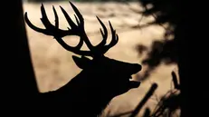 epa10911171 A stag roars during rutting season for red deer at Richmond Park in London, Britain, 10 October 2023. Rutting or mating season runs from September to November. A stag can hold up to 40 female deer in a harem. A stag will have an increase of testosterone and use roars as a way to deter rivals. EPA/NEIL HALL