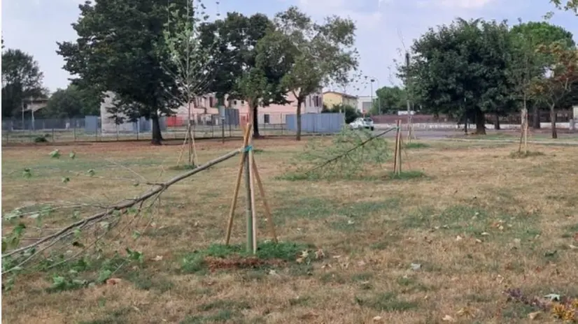 Gli alberi tagliati nel parco in zona industriale © www.giornaledibrescia.it