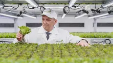 Giuseppe Battagliola guida Kilometro Verde, dove si coltiva l'insalata senza la terra