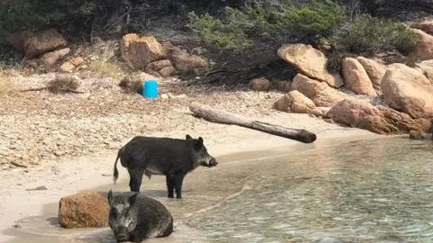 Cinghiali in spiaggia a Spargi