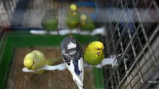 epa05623043 Birds are seen inside cages at al-Shaalan market in Damascus, Syria, 08 November 2016. The cages owner, Hassan Ghafir, 54, originally a clothes merchant, has been working in selling pets and birds since the start of the war in the country more than five years ago. EPA/YOUSSEF BADAWI