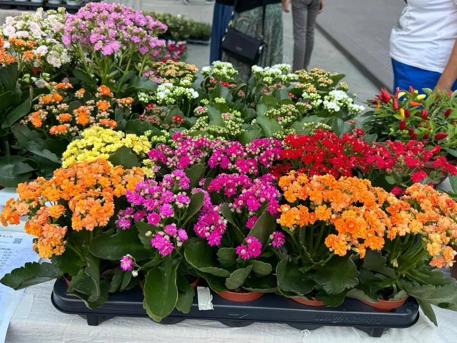 Brixia Florum riempie piazza Vittoria di fiori