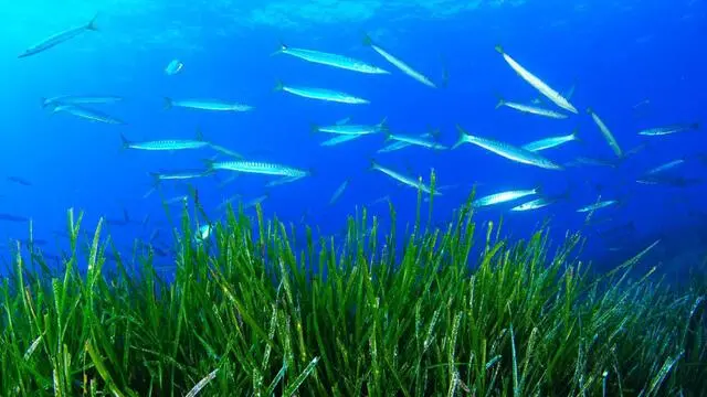 School of yellowmouth barracudas (Sphyraena viridensis) on Neptune-grass (Posidonia oceanica). Punta Rasa, Formentera, Balearic Islands, Spain. August 2010. ANSA / HANDOUT OCEANA +++NO SALES - EDITORIAL USE ONLY+++