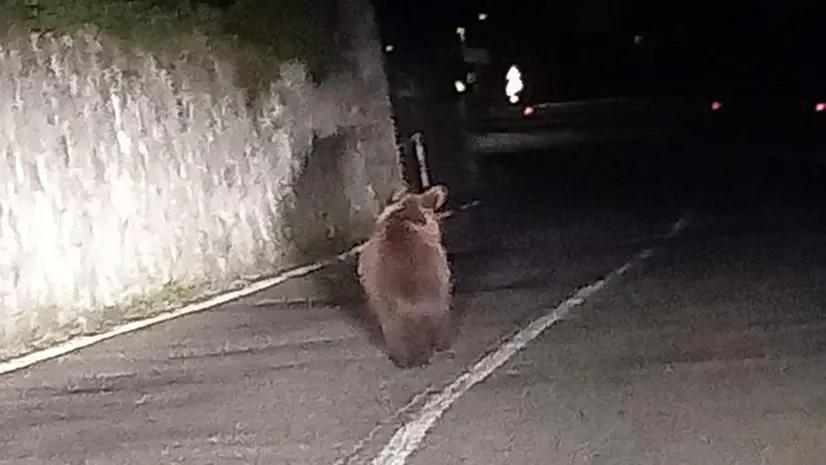 L'orso avvistato e fotografato a Cevo - © www.giornaledibrescia.it