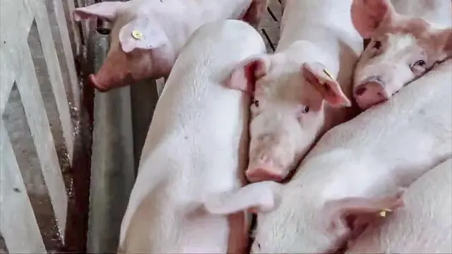 Api Suina In Italia 24 focolai di peste suina, 'serve prudenza' | Giornale di Brescia
