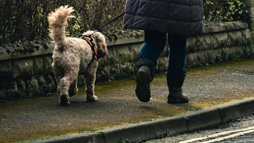 Una donna a passeggio con il cane (Foto Unsplash)