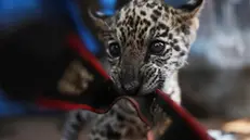 epa11588325 A jaguar cub plays in a shelter for animals rescued from forest fires in Santa Cruz, Bolivia, 02 September 2024. (Issued 05 September 2024). Forest fires in Bolivia have already consumed more than 4 million hectares and put at risk its large fauna, one of the most diverse in the world, and fire-fighting rescuers have transferred several injured animals to shelters. EPA/Luis Gandarillas