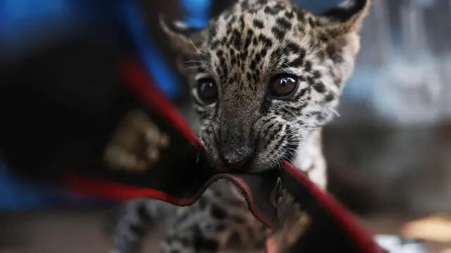 epa11588325 A jaguar cub plays in a shelter for animals rescued from forest fires in Santa Cruz, Bolivia, 02 September 2024. (Issued 05 September 2024). Forest fires in Bolivia have already consumed more than 4 million hectares and put at risk its large fauna, one of the most diverse in the world, and fire-fighting rescuers have transferred several injured animals to shelters. EPA/Luis Gandarillas