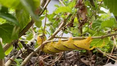 La larva gialla segnalata dal lettore del GdB, trovata su un balcone in città - © www.giornaledibrescia.it