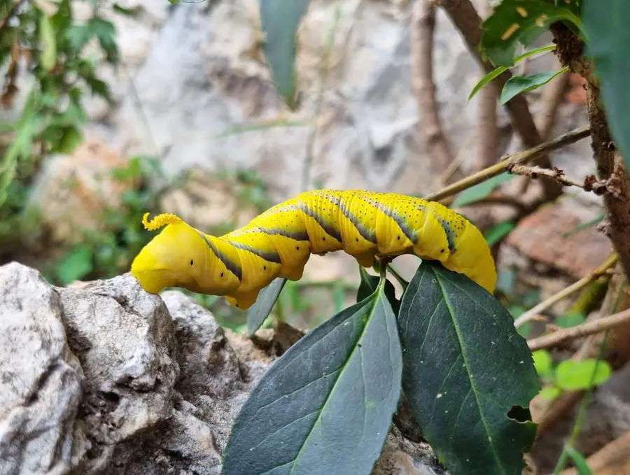 Una delle larve di Acherontia atropos avvistate a Nave