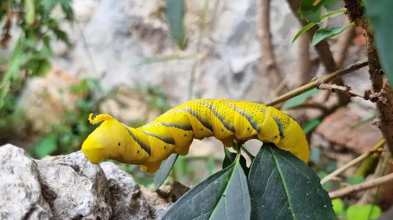 Una delle larve di Acherontia atropos avvistate a Nave