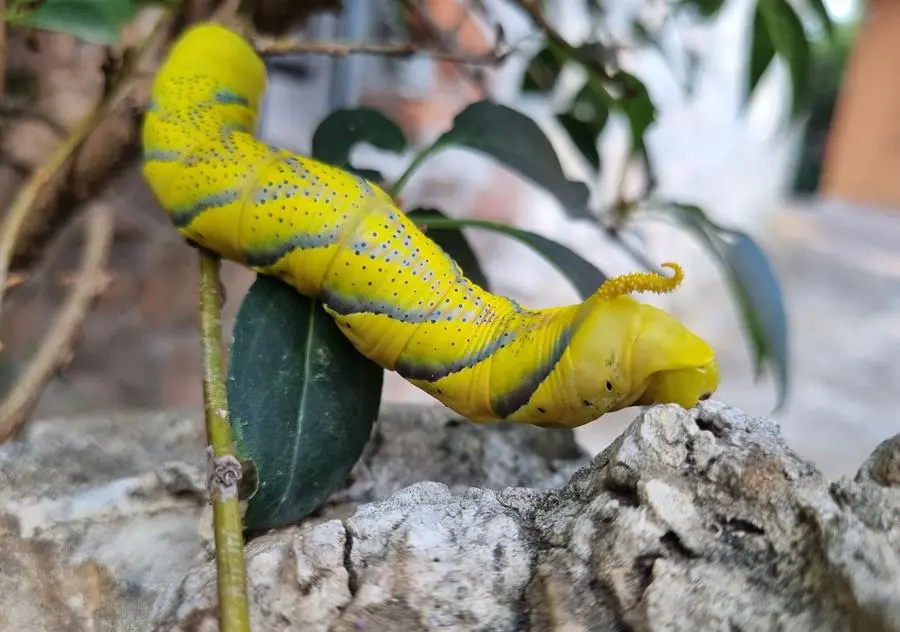 Una delle larve di Acherontia atropos avvistate a Nave