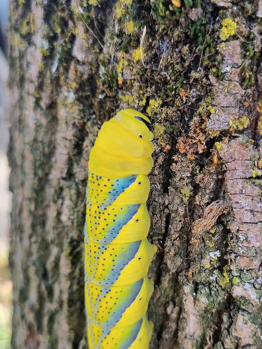 Una delle larve di Acherontia atropos avvistate a Nave