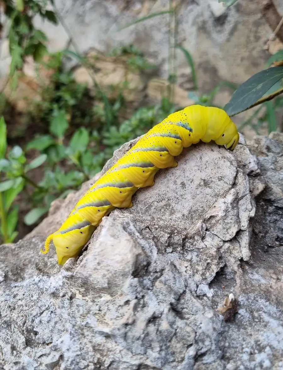 Una delle larve di Acherontia atropos avvistate a Nave