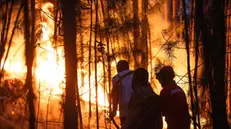 epa10788251 Firefighters try to extinguish a forest fire at Matas de Espite, Ourem, Portugal, 06 August 2023. EPA/PAULO CUNHA