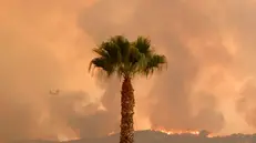 epa11597668 A palm tree stands in the foreground as the â€˜Airport Fireâ€™ continues to burn in the distance in Lake Elsinore, California, USA, 10 September 2024. The quick-moving brush fire that ignited Monday afternoon in Orange County, before growing to more than 34,000 acres as of Tuesday night, according to Cal Fire, has triggered mandatory evacuations in both Orange and Riverside counties. EPA/CAROLINE BREHMAN