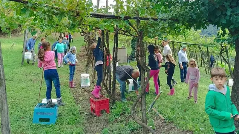 Per le scuole dell'infanzia e primaria di San Gallo mattinata di vendemmia © www.giornaledibrescia.it