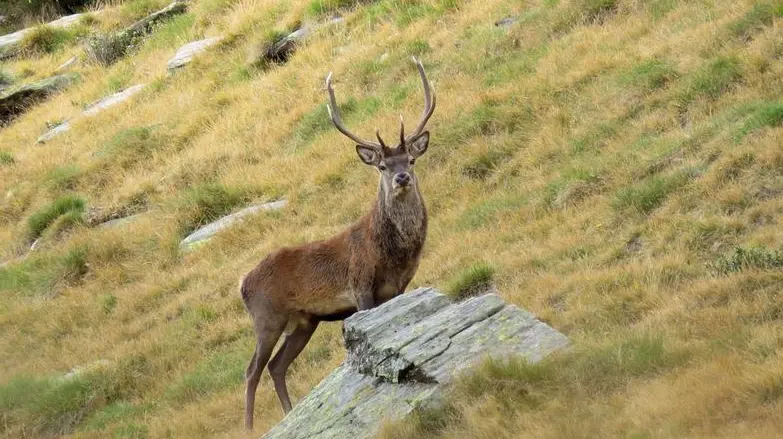 Un cervo in Val Grande