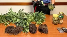 La marijuana sequestrata - foto Carabinieri © www.giornaledibrescia.it