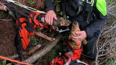 Soccorsi due cani sul passo Crocedomini