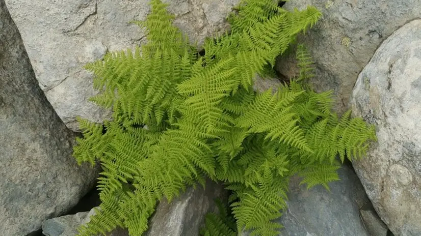 Un esemplare di felce femmina che si trova sulle nostre montagne