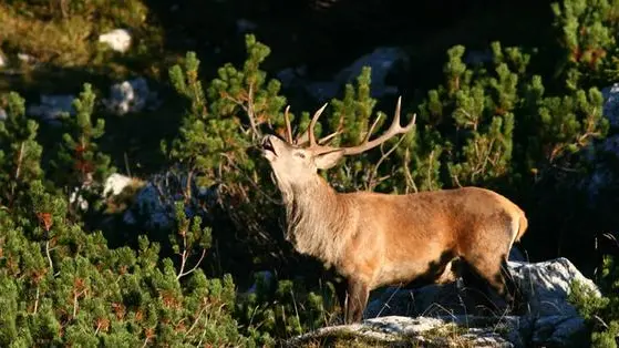 Tra fine settembre e metà ottobre per i cervi è il periodo del bramito