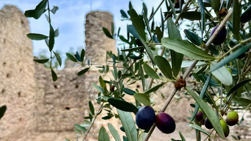 L'antico oliveto si trova all'interno dell'area archeologica