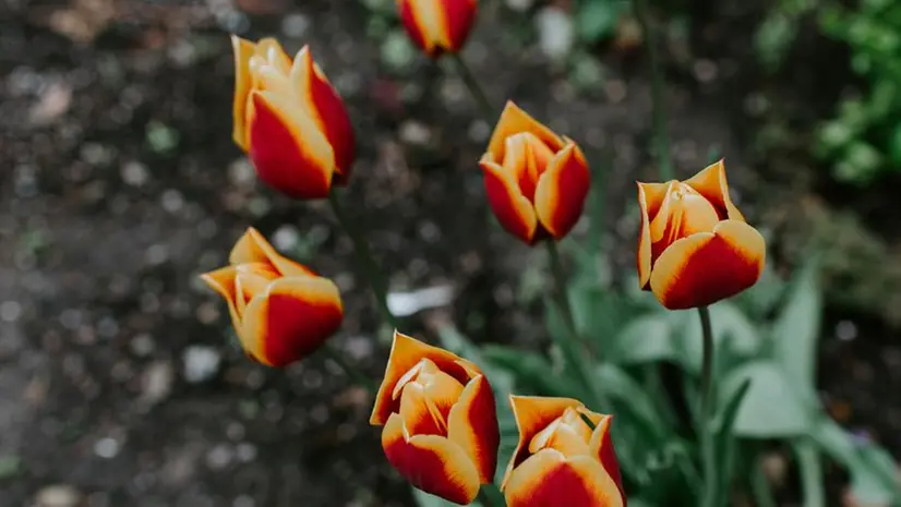 I tulipani vanno piantati a inizio autunno - Foto/Unsplash