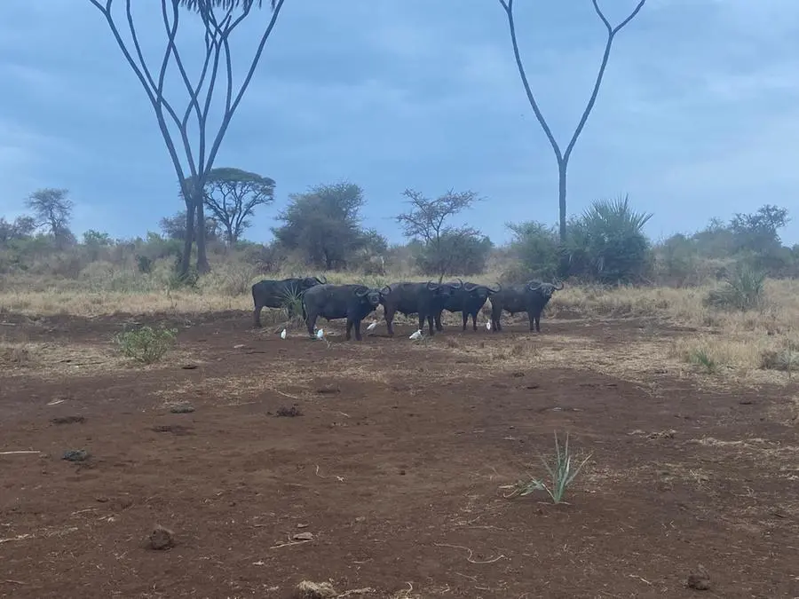 I magnifici paesaggi dell'Africa