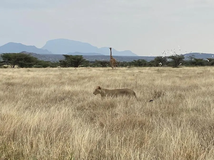 I magnifici paesaggi dell'Africa