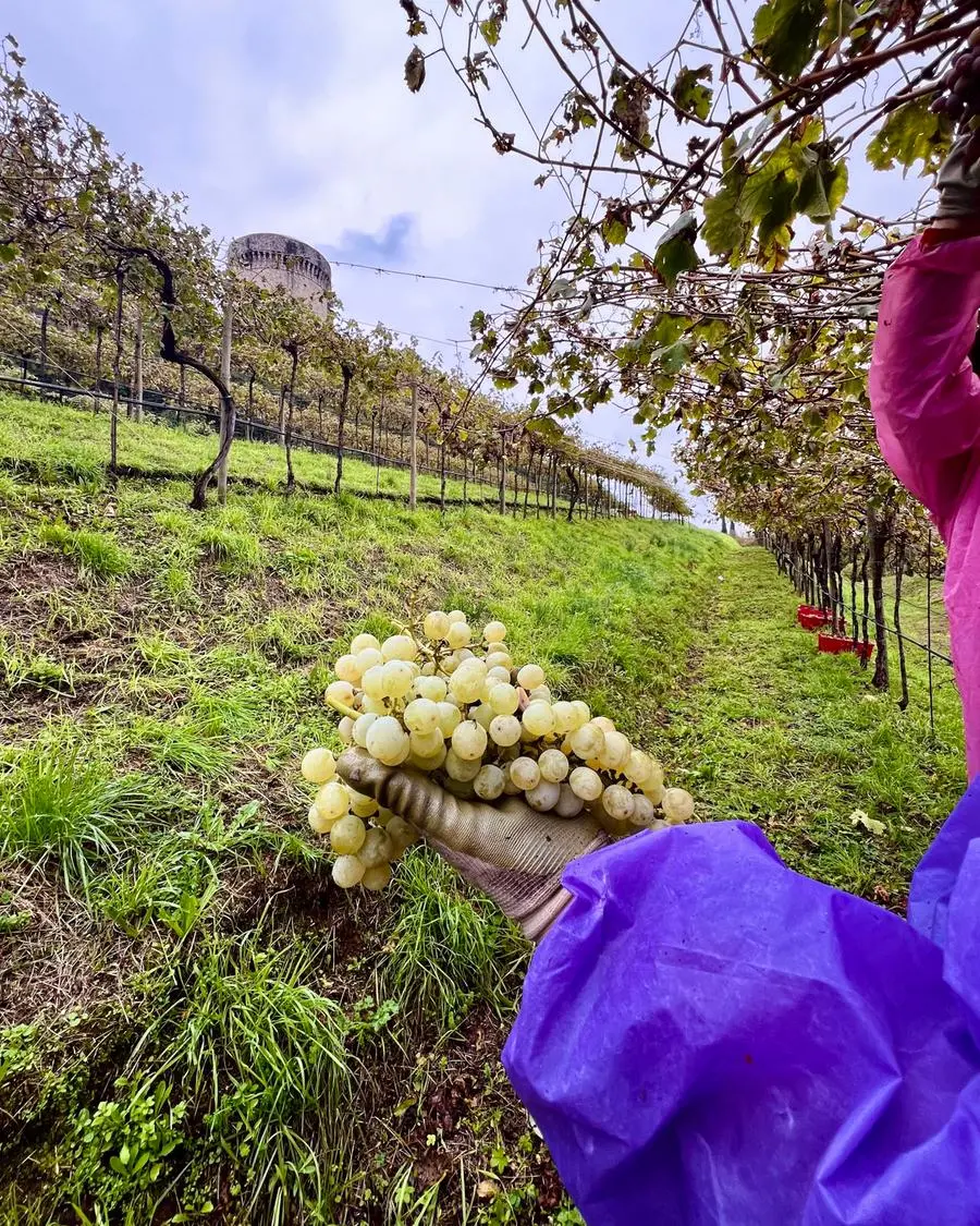 Pusterla, ieri la vendemmia nel vigneto più grande d'Europa