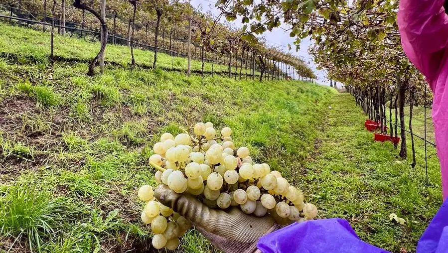 Pusterla, ieri la vendemmia nel vigneto urbano più grande d'Europa ...