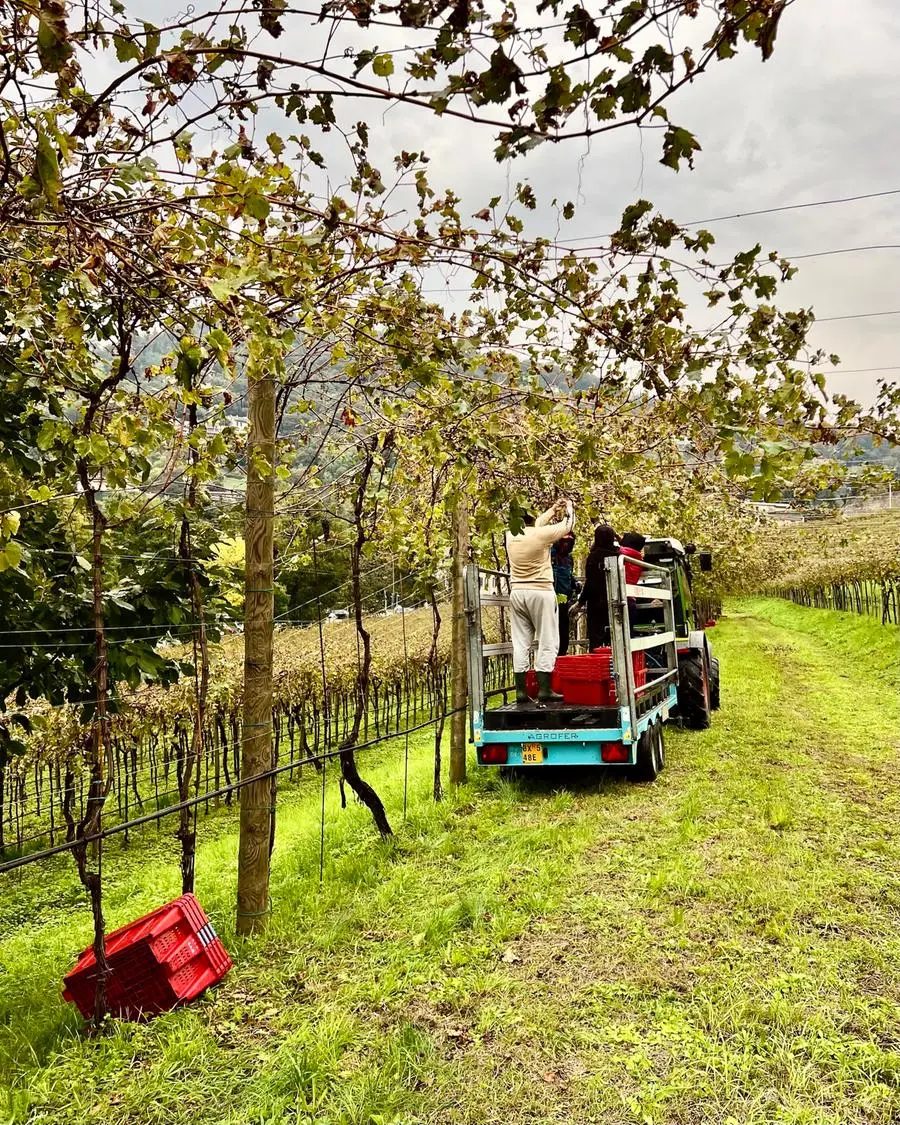 Pusterla, ieri la vendemmia nel vigneto più grande d'Europa