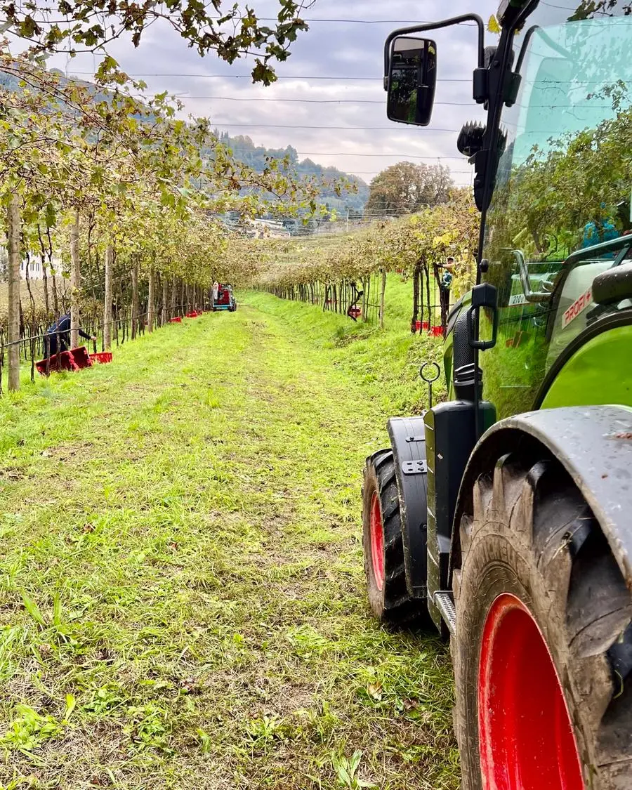 Pusterla, ieri la vendemmia nel vigneto più grande d'Europa