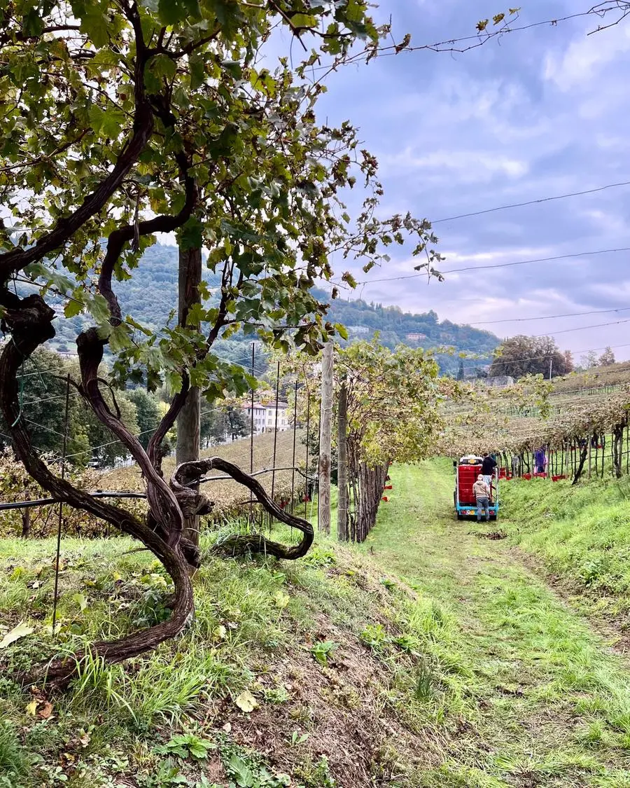 Pusterla, ieri la vendemmia nel vigneto più grande d'Europa