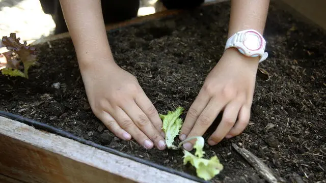 epa09942359 A kid sows vegetables in the first sustainable public school in Colombia, in the municipality of San Jeronimo, Colombia, 03 May 2022 (Issued 12 May 2022). In San Jeronimo, a Colombian town 35 kilometers from Medellin, it took just 24 days to build a school with recycled materials such as glass bottles, aluminum cans, tires and cardboard, to be the first sustainable school in Colombia. The establishment has solar energy, an autonomous water system, its own gardens, an experimental classroom and a geodesic dome for the production of food and biodiversity. EPA/Luis Eduardo Noriega A.