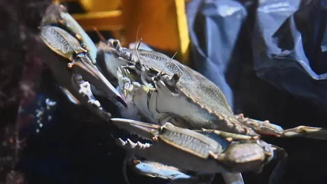 Un esemplare di Granchio Blu nelle vasche dell'Acquario di Genova. Genova, 31 ottobre 2023. ANSA/LUCA ZENNARO