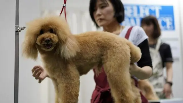 epa06635427 A dog groomer prepares a dog for a contest at the 'Interpets' international pet fair in Tokyo, Japan, 29 March 2018. Some 480 exhibitors are presenting their products to business visitors and pet lovers until 01 April at the event, which is the largest international trade fair in the Japanese pet market. EPA/FRANCK ROBICHON