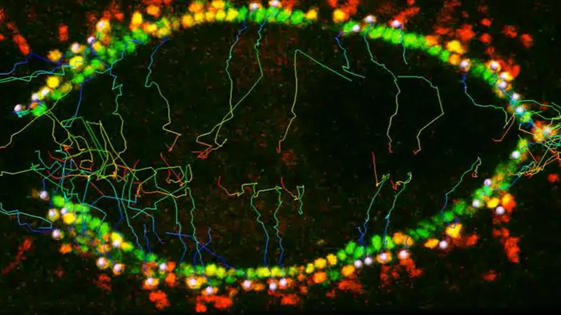 Un embrione di Drosophila melanogaster
