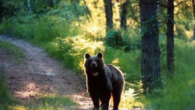 Orso in Trentino. ANSA/UFF STAMPA PAT ++NO SALES, EDITORIAL USE ONLY++