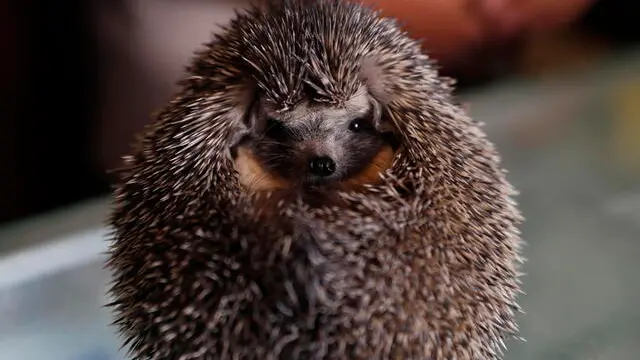 epa10448429 A hedgehog sits at the 'Vet for Pet' clinic in Sanaa, Yemen 02 February 2023 (issued 05 February 2023). In the nearly eight years war-torn Yemen where millions of people are in the brink of famine, it's considered a luxury and few are able to keep at least a pet. Murad Jamal, 29, with a degree in business administration, turned vet due to his love for animals and opened his 'Vet for Pet' clinic in Sanaa. The Yemeni veterinarian has been in business by treating and taking care of dogs, cats, birds, river turtles, ornamental fish, hedgehogs and others for nearly 11 years, but after many foreigners who were working for embassies and organizations in Sanaa fled the war along with their pets, he struggles to keep his small veterinary clinic afloat. The country is experiencing one of the worst humanitarian crisis in the world with some 21.6 million people out of its 30-million population requiring humanitarian and protection assistance in 2023, according to estimates by UN relief agencies. EPA/YAHYA ARHAB