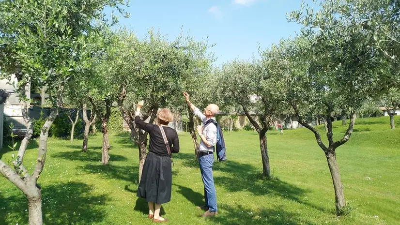 Sono un centinaio le piante dell'«orto degli ulivi» - © www.giornaledibrescia.it