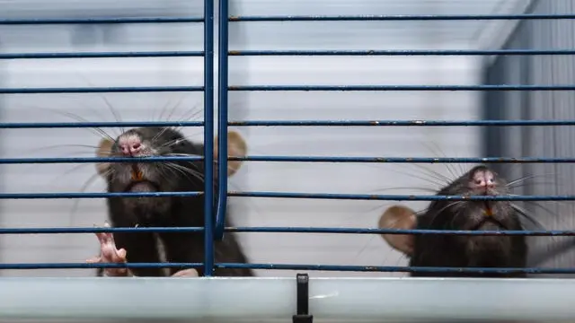 epa09106490 Temporary home for small animals in Lublin, Poland, 30 March 2021. The facility runs a 'Window of Life for Small Animals', where a person can anonymously and without giving any reason leave domestic animal. 'Window of life' gets mostly small mammals like mice, hamsters, rabbits, but there are also cats. EPA/WOJTEK JARGILO POLAND OUT