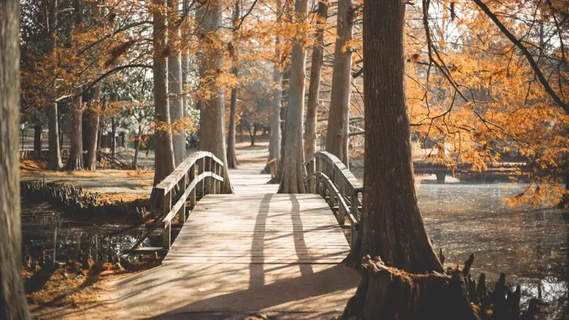 Un ponte in un parco -  Foto/Pixabay