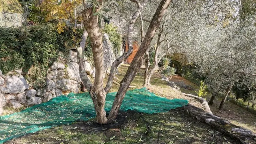 Raccolta delle olive a Gargnano